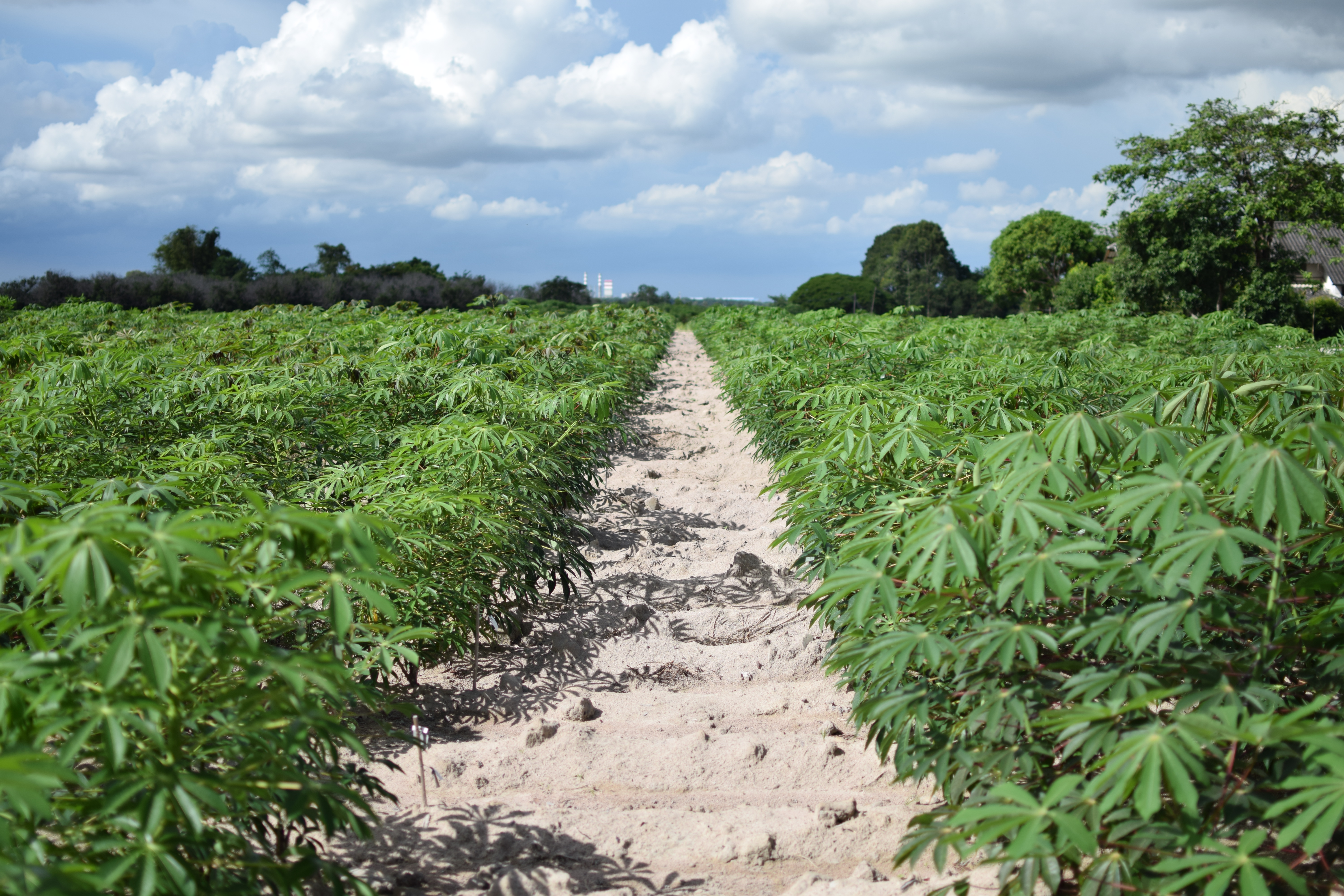 Cassava banner
