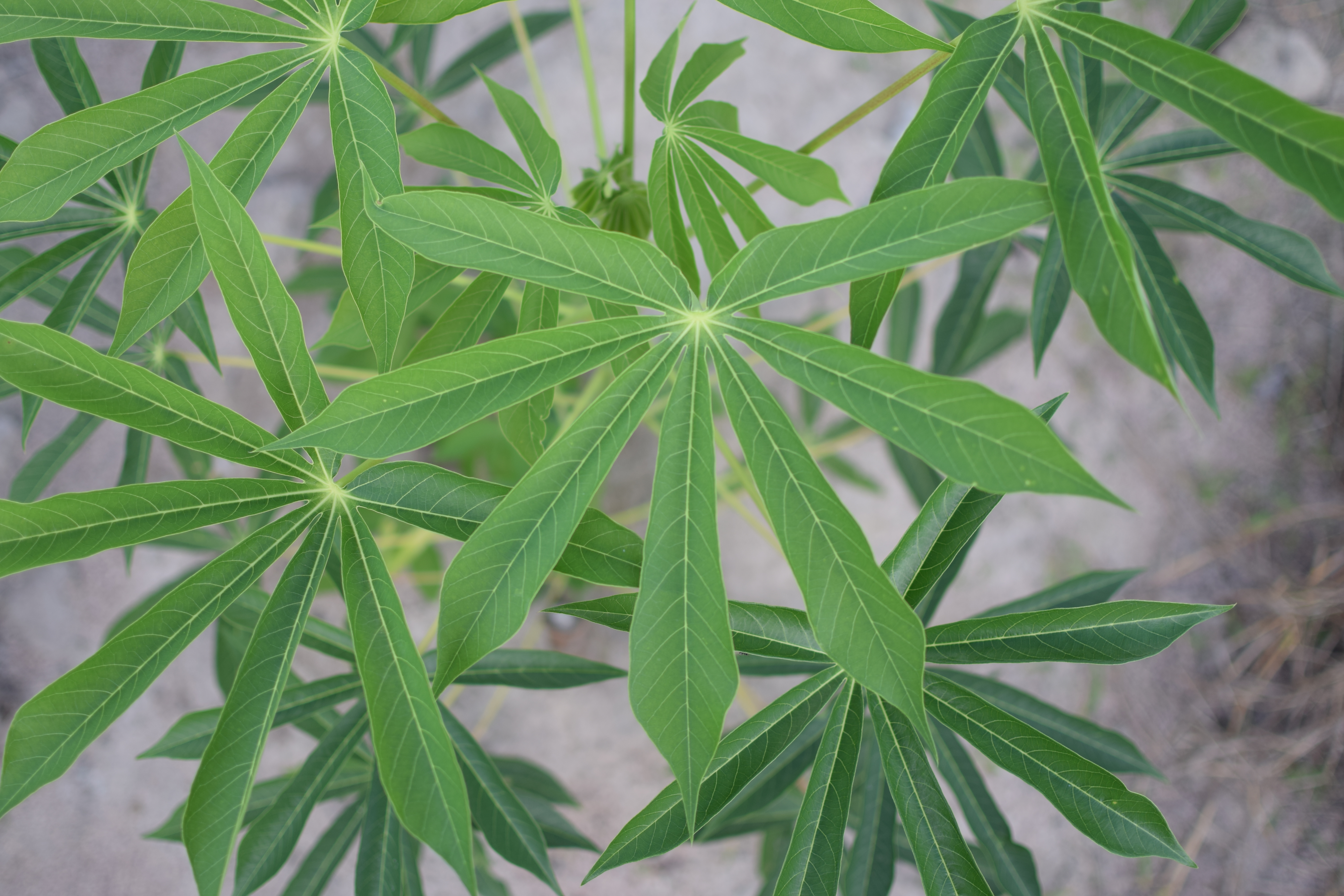 Cassava banner