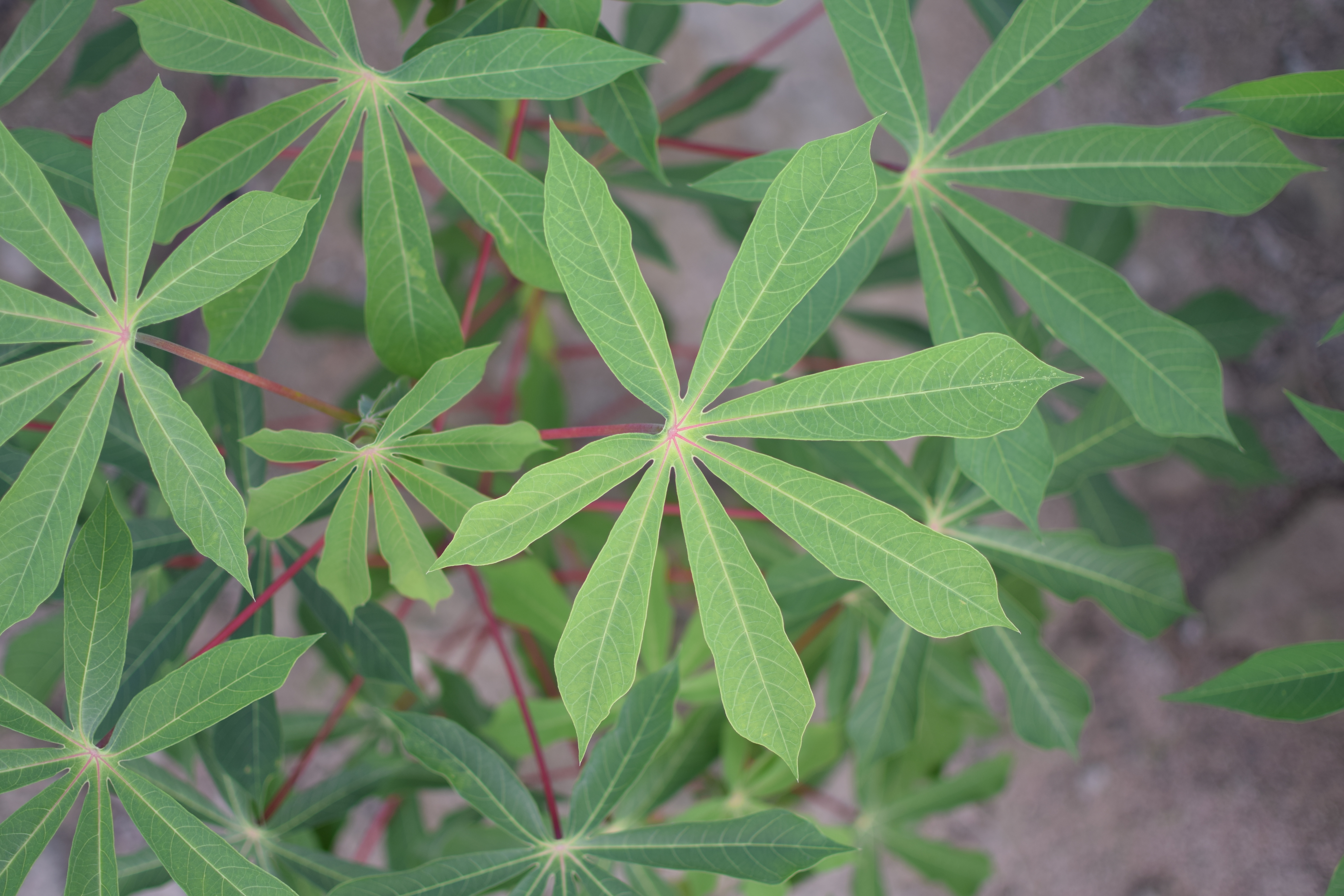 Cassava banner