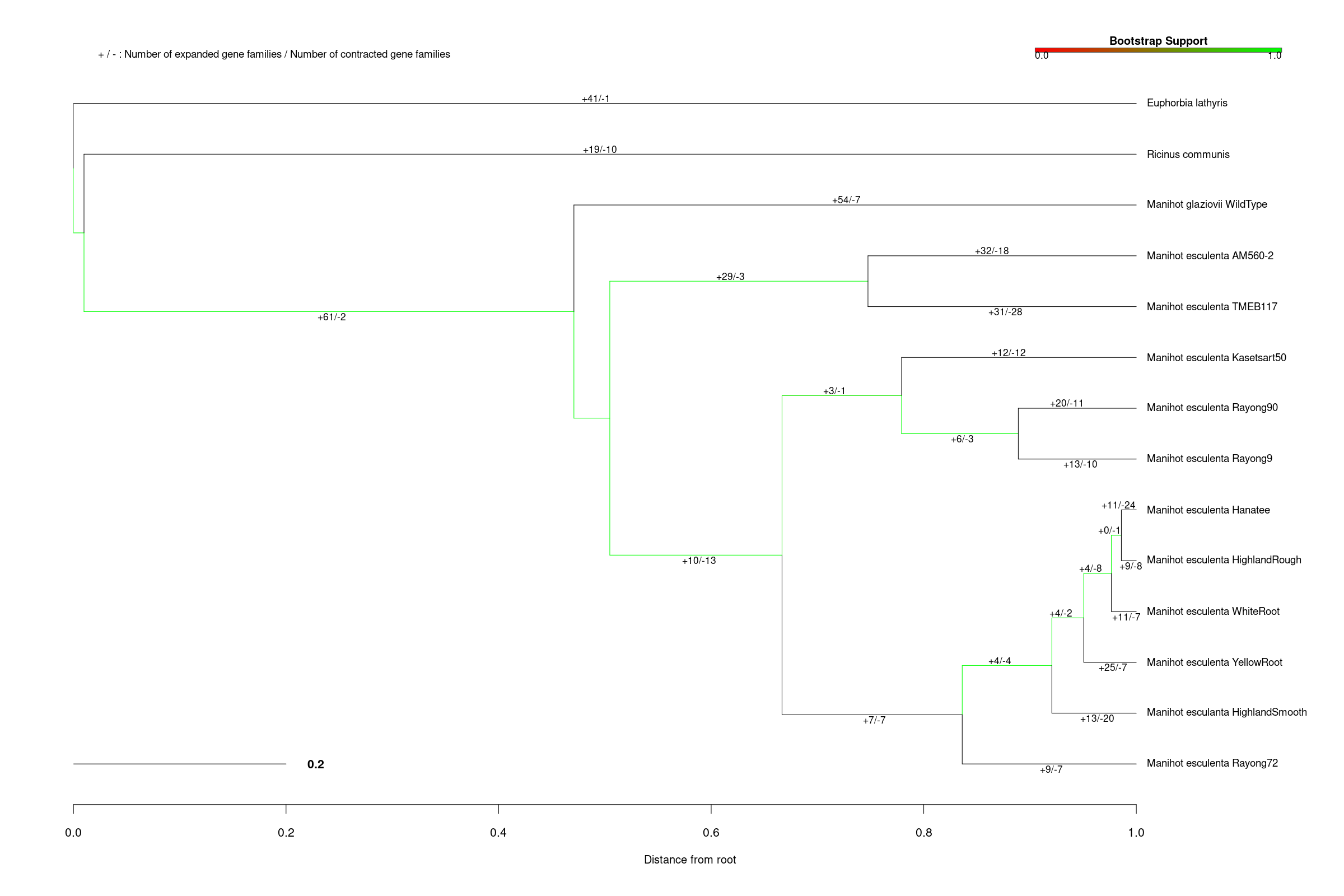 Cassava phylogenetic tree